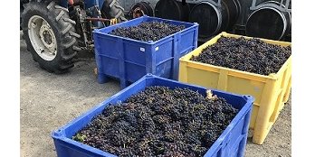 2018 Rosé Magnum - NEW RELEASE